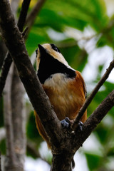 varied tit on branch