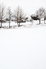 Winter trees. The ground is covered with snow.