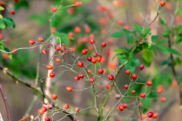 Obraz premium 冬の麻機遊水地の赤く色づいたノイバラの実