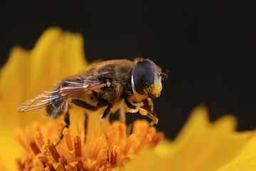 Syrphidae in the flowers