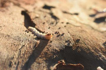 Wood worm make damage. Bark beetle larvae under the bark.  Insect pest spoils material