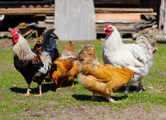 2 beautiful roosters proudly walk one way among other bright hens