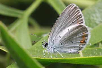 Ash Butterfly