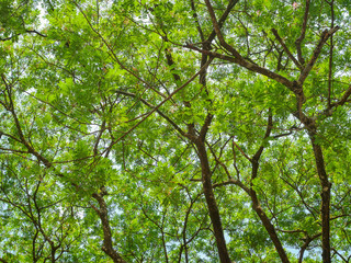 Green leaves tree background