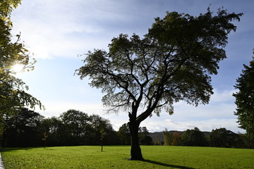 tree in the field