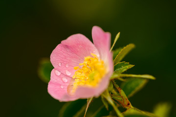 Flower of the Sweetbriar rose with water drops on the petal
