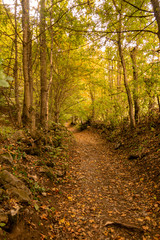 Autumn forest scenery with path and trees.