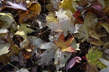 autumn leaves on ground