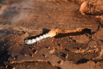 Wood worm make damage. Bark beetle larvae under the bark.  Insect pest spoils material
