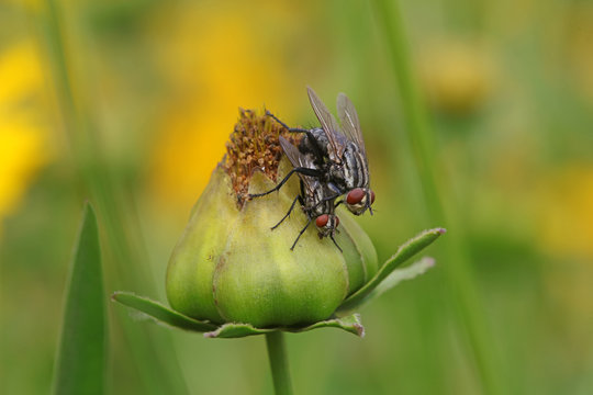 Tachinidae Insect