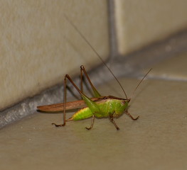 Close up of a small green grasshopper on a tiled floor