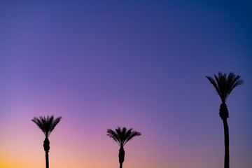 Palm trees in a purple sunset