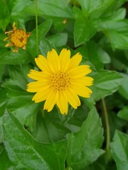 Yellow flowers with green leaves background, Singapore daisy (Sphagneticola trilobata).
