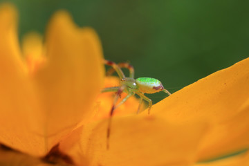 Green crab spider
