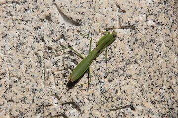 「八幡」と彫られた石の上のカマキリ