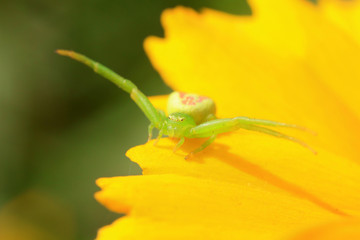 Green crab spider