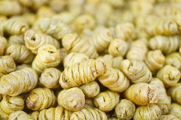 Close-up of dendrobium