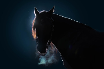 Portrait of an adult horse against a dark background. The silhouette is outlined by a bright light. Cold weather, from the nostrils of the stallion there is steam. Black background. Copy space