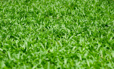 green grass close up