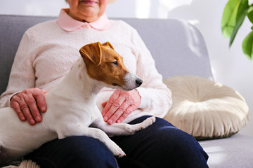 Emotional support animal concept. Portrait of elderly woman with jack russell terrier dog. Old lady...