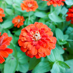 orange Zinnia flower in garden