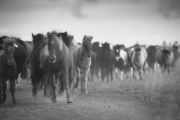 Icelandhorses