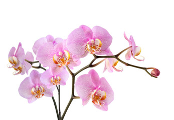 Fototapeta na wymiar Purple Orchid On White