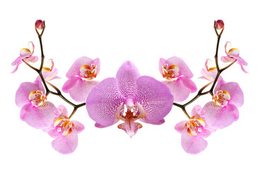 Purple Orchid Vignette
