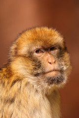 Close up of a Barbary Macaque monkey