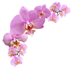 Purple Orchid Vignette © cosma