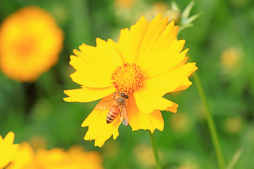 honeybee
