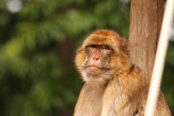 Beautiful portrait of a Barbary macaque (also known as Barbary ape or Magot) in a wildlife park