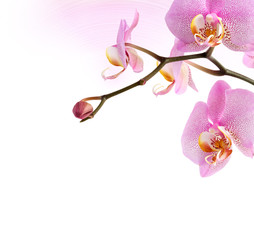 Fototapeta premium Purple Orchid Vignette