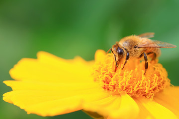 honeybee