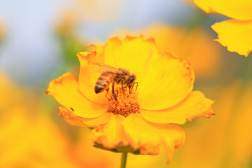honeybee