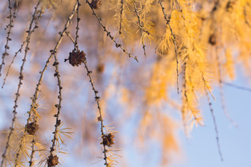 Cones on autumn yellow branches of spruce on a sunny day against a blue sky. Branches with yellow needles on an autumn sunny day.