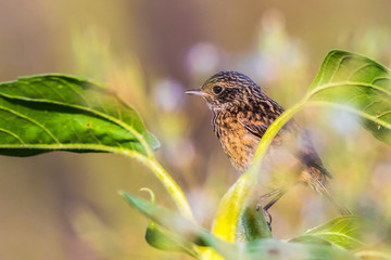 European stonechat (Saxicola torquatus)