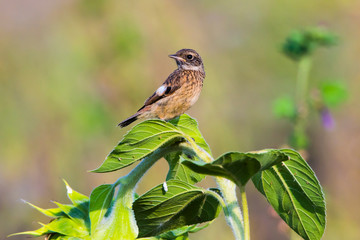 European stonechat (Saxicola torquatus)