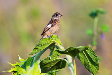 European stonechat (Saxicola torquatus)