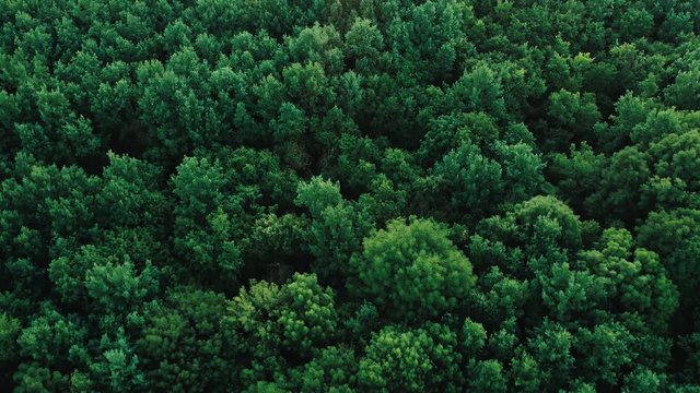 Texture background of great green forest view from above