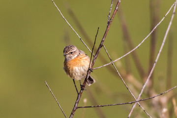 European stonechat (Saxicola torquatus)