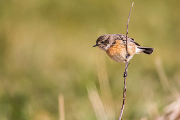 European stonechat (Saxicola torquatus)