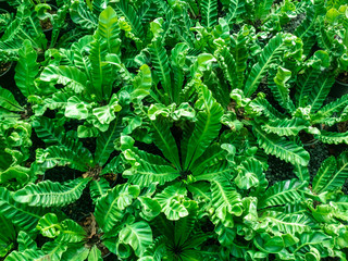 Asplenium Nidus fern in gsrden.