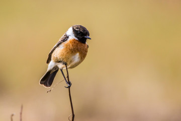 Fototapeta premium European stonechat (Saxicola torquatus)