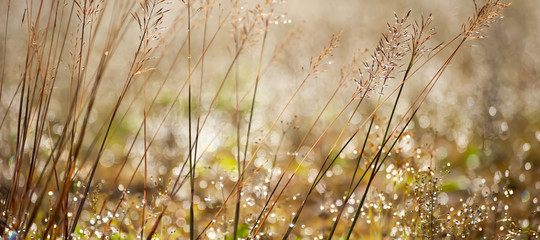 Close-up of wild grass with morning dew.