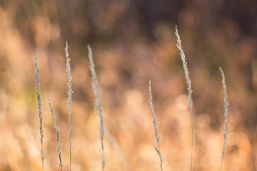 Fototapeta premium Spikelets of grass. Dry ears of grass on a flashing golden autumn background.