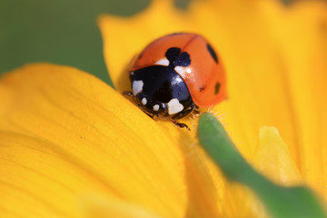 Coccinella septempunctata