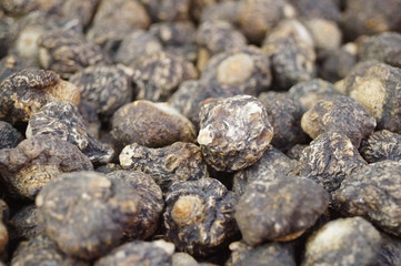 Close-up of wild maca