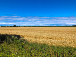 Fototapeta premium Field in the village