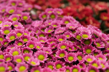 texture of flowers in flower market